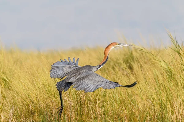 Goliath Reiger Ardea Goliath Vlucht Murchison Falls National Park Oeganda — Stockfoto