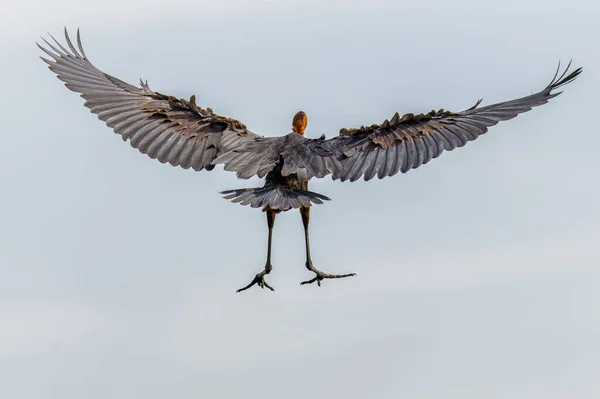 Герон Голиаф Ardea Goliath Полете Национальный Парк Мурчисон Фолс Уганда — стоковое фото