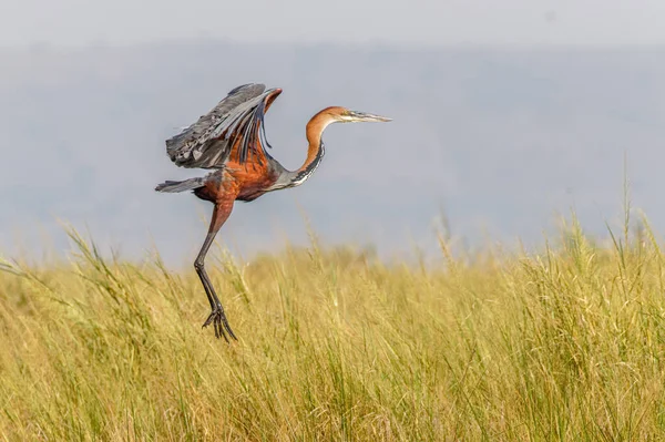 Герон Голиаф Ardea Goliath Полете Национальный Парк Мурчисон Фолс Уганда — стоковое фото