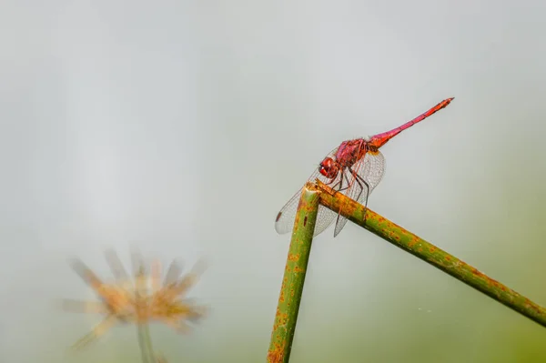Red Veined Dropwing Dragonfly Trithemis Arteriosa Сидять Голій Гілочці Національний — стокове фото