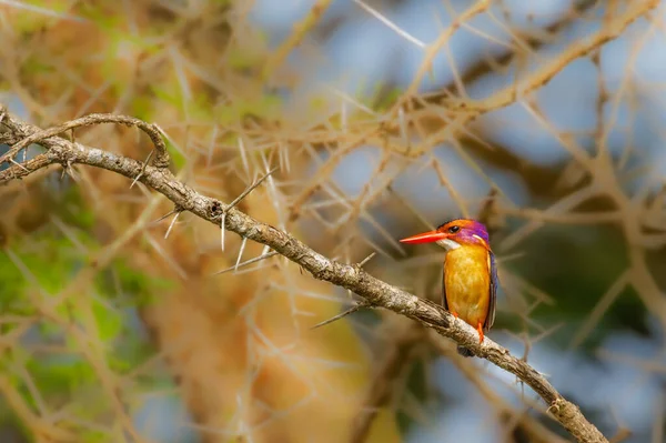 African Pygmy Kingfisher Ispidina Picta Bertengger Sebuah Cabang Taman Nasional — Stok Foto