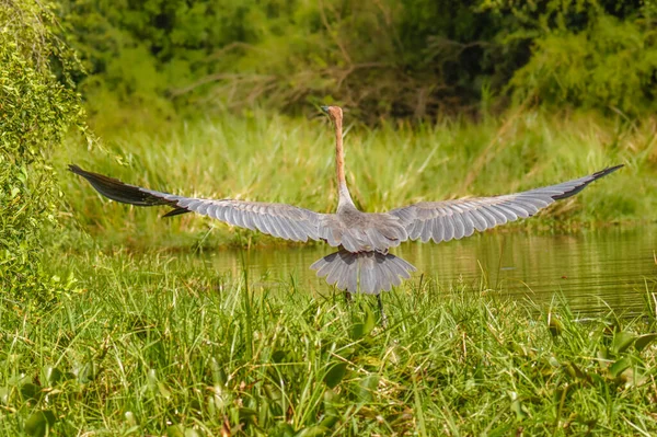 Góliát Gém Ardea Góliát Repülés Közben Murchison Falls Nemzeti Park — Stock Fotó