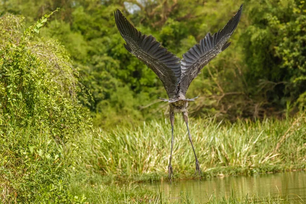 Goliath Reiger Ardea Goliath Vlucht Murchison Falls National Park Oeganda — Stockfoto