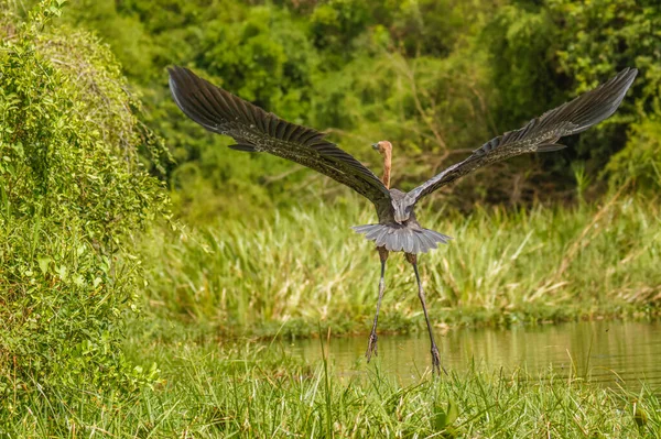 Goliath Reiger Ardea Goliath Vlucht Murchison Falls National Park Oeganda — Stockfoto