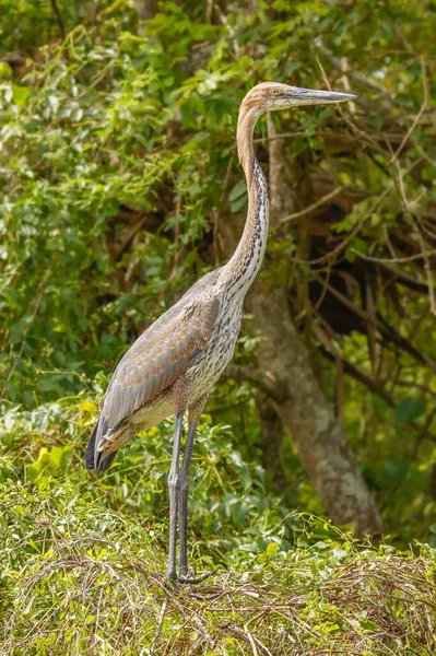 Góliát Gém Ardea Góliát Vagy Óriás Gém Gém Családba Tartozó — Stock Fotó