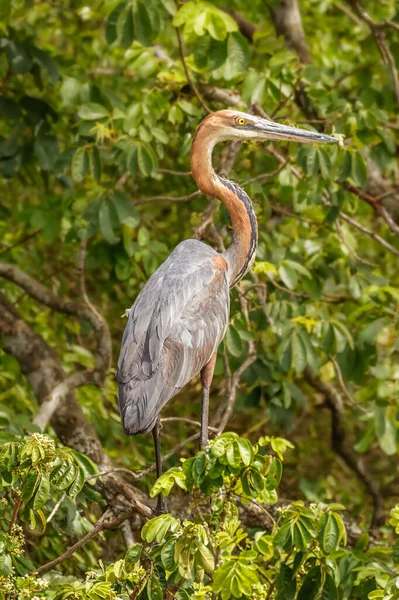 Goliath heron (Ardea goliath) or giant heron, a wading bird of the heron family, Ardeidae, Murchison Falls National Park, Uganda.