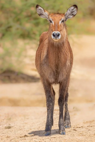 Hembra Defassa Waterbuck Kobus Ellipsiprymnus Defassa Parque Nacional Murchison Falls — Foto de Stock