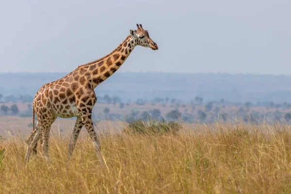 Girafe Rothschild Giraffa Camelopardalis Rothschildi Parc National Des Chutes Murchison — Photo