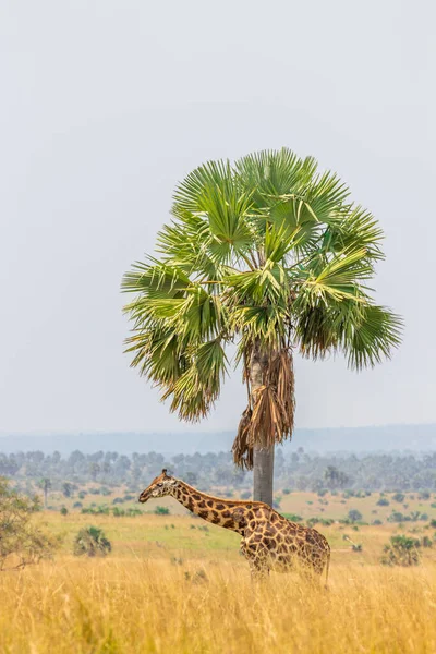 Giraffa Rothschild Giraffa Camelopardalis Rothschildi Murchison Falls National Park Uganda — Foto Stock