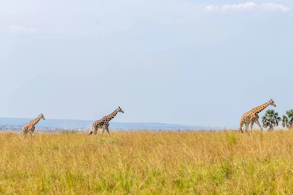 Girafas Rothschild Giraffa Camelopardalis Rothschildi Parque Nacional Murchison Falls Uganda — Fotografia de Stock