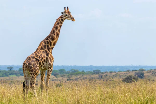 Rothschild Zsiráf Giraffa Camelopardalis Rothschildi Murchison Falls Nemzeti Park Uganda — Stock Fotó