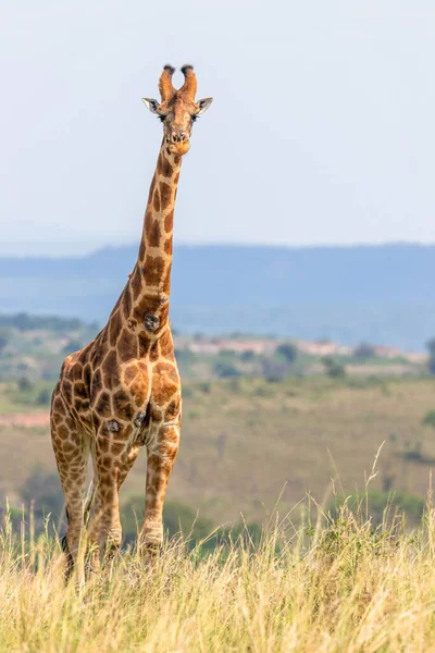 Rothschild Zürafası Giraffa Camelopardalis Rothschildi Murchison Falls Ulusal Parkı Uganda — Stok fotoğraf