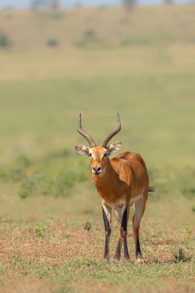 Bir Erkek Kob Kobus Kob Murchison Falls Ulusal Parkı Uganda — Stok fotoğraf