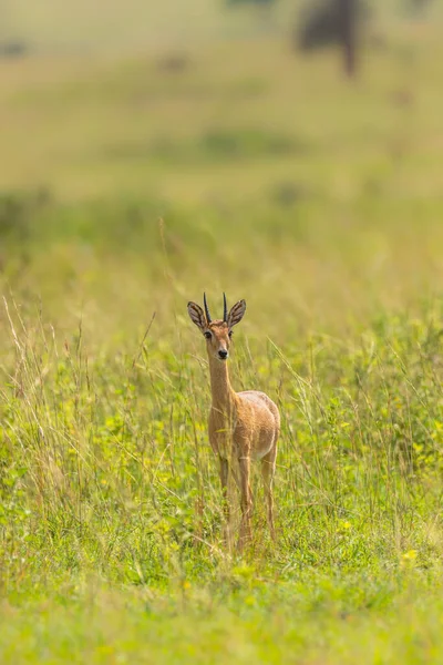 Männlicher Oribi Ourebia Ourebi Grasland Des Murchison Falls Nationalparks Uganda — Stockfoto