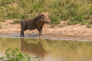 Bir yaban domuzu (Phacochoerus africanus) yansımalı bir su birikintisinde duruyor, Murchison Falls Ulusal Parkı, Uganda.