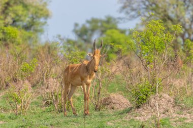 Jackson 'ın antilobu, Murchison Falls Ulusal Parkı, Uganda.