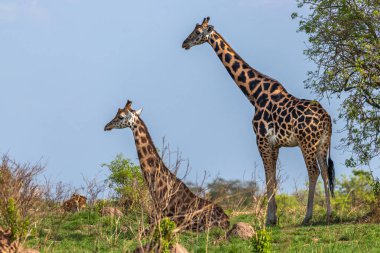 İki Rothschild zürafası (Giraffa camelopardalis rothschildi), biri uzanmış, diğeri ayakta, Murchison Falls Ulusal Parkı, Uganda.