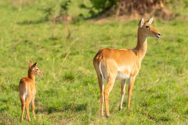 A baby kob with his mother (Kobus kob), Murchison Falls National Park, Uganda. clipart