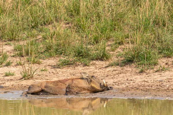 Ein Warzenschwein Phacochoerus Africanus Das Sich Reflektiert Abkühlt Murchison Falls — Stockfoto