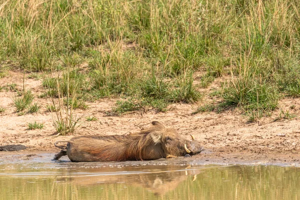 Warthog Phacochoerus Africanus Cooling Reflection Murchison Falls National Park Uganda — Foto de Stock