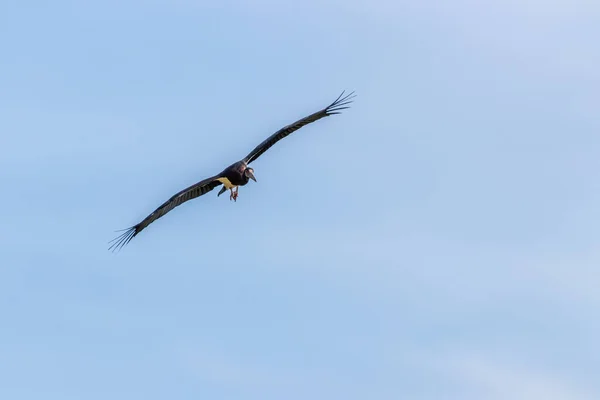 Abdim Stork Ciconia Abdimii Flying Air Murchison Falls National Park — Stock Photo, Image