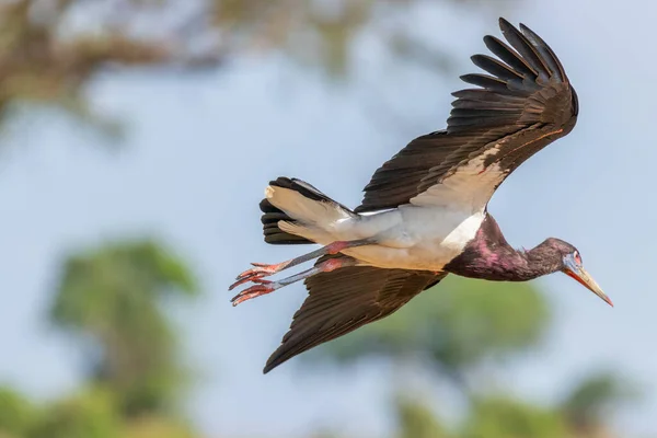 Abdim Ooievaar Ciconia Abdimii Die Lucht Vliegt Murchison Falls National — Stockfoto