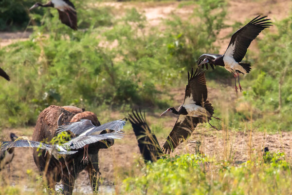 Abdim's stork (Ciconia abdimii) flying in the air, Murchison Falls National Park, Uganda.