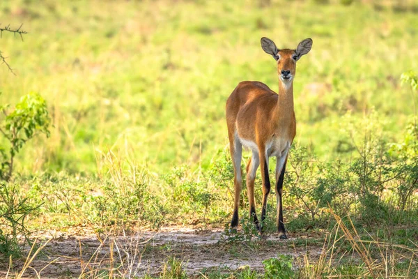 Uma Fêmea Kob Kobus Kob Murchison Falls National Park Uganda — Fotografia de Stock