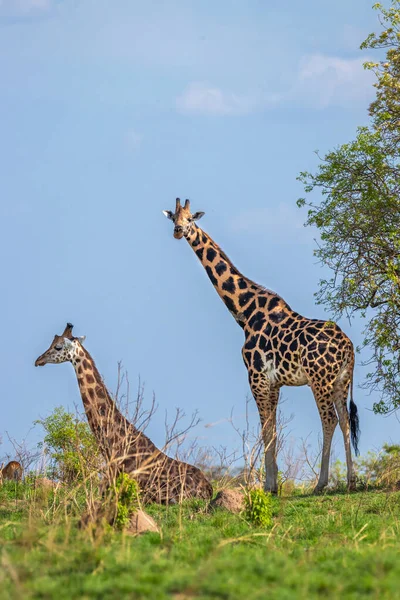 Zwei Rothschild Giraffen Giraffa Camelopardalis Rothschildi Eine Liegend Die Andere — Stockfoto