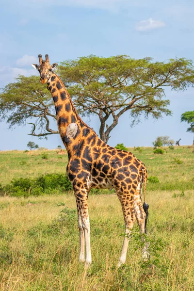 Rothschild Giraffe Giraffa Camelopardalis Rothschildi Murchison Falls National Park Uganda — Stockfoto