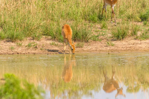 Jovem Kob Kobus Kob Bebendo Buraco Água Com Reflexão Parque — Fotografia de Stock