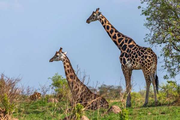 Two Rothschild Giraffe Giraffa Camelopardalis Rothschildi One Lying Other Standing — Stock Photo, Image