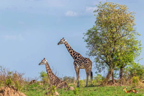 Deux Girafes Rothschild Giraffa Camelopardalis Rothschildi Une Couchée Autre Debout — Photo