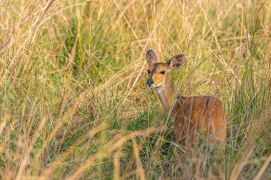 Dişi Burun Bushbuck (Tragelaphus senaryosu), Murchison Falls Ulusal Parkı, Uganda.