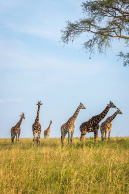 Bir kule Rothschild zürafası (Giraffa camelopardalis rothschildi) güzel bir ışıkta, Murchison Falls Ulusal Parkı, Uganda.