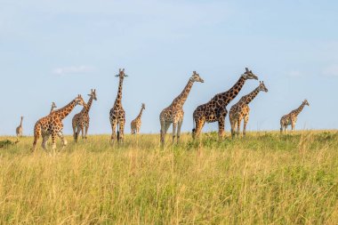Bir kule Rothschild zürafası (Giraffa camelopardalis rothschildi) güzel bir ışıkta, Murchison Falls Ulusal Parkı, Uganda.