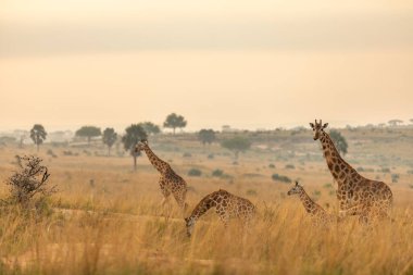 Gün doğumunda güzel bir ışıkta, Rothschild 'in zürafası (Giraffa camelopardalis rothschildi) Murchison Falls Ulusal Parkı, Uganda.