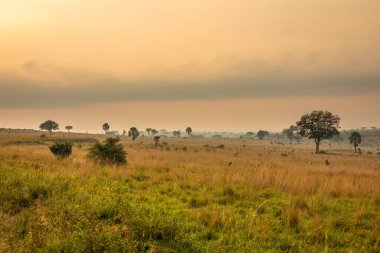 Güneş doğarken Murchison Falls Ulusal Parkı 'nın nefes kesici manzarası, Uganda..