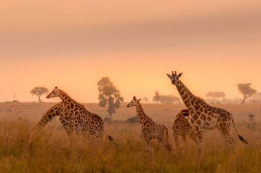 Gün doğumunda güzel bir ışıkta, Rothschild 'in zürafası (Giraffa camelopardalis rothschildi) Murchison Falls Ulusal Parkı, Uganda.
