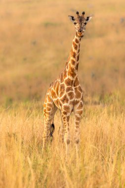 Rothschild 'in zürafası (Giraffa camelopardalis rothschildi) gün batımında güzel bir ışıkta, Murchison Falls Ulusal Parkı, Uganda.