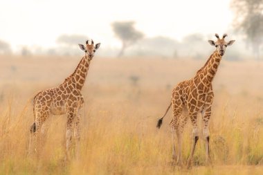 İki bebek Rothschild zürafası (Giraffa camelopardalis rothschildi) gün doğumunda güzel bir ışıkta, Murchison Falls Ulusal Parkı, Uganda.