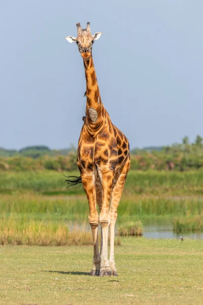 Girafa Rothschild Giraffa Camelopardalis Rothschildi Nilo Parque Nacional Murchison Falls — Fotografia de Stock