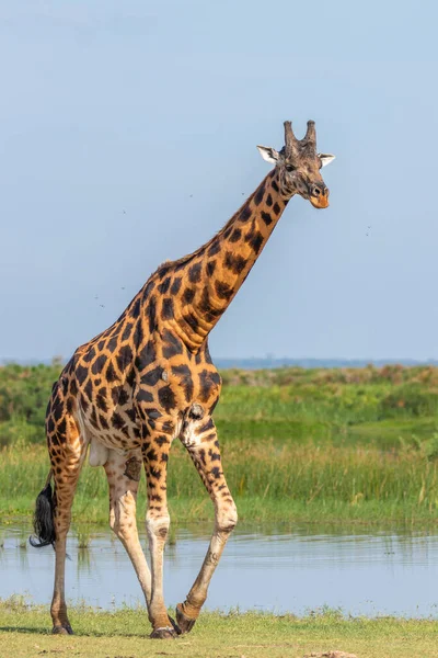 Girafa Rothschild Giraffa Camelopardalis Rothschildi Nilo Parque Nacional Murchison Falls — Fotografia de Stock