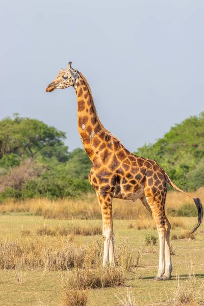 Jirafa Rothschild Giraffa Camelopardalis Rothschildi Parque Nacional Murchison Falls Uganda — Foto de Stock