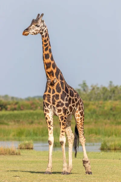 Girafa Rothschild Giraffa Camelopardalis Rothschildi Nilo Parque Nacional Murchison Falls — Fotografia de Stock