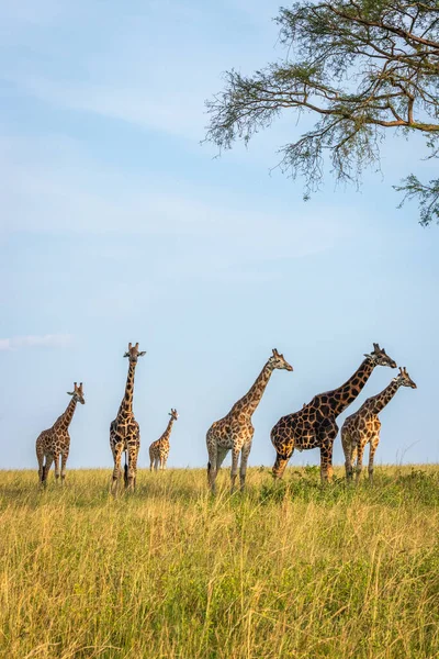 Ein Turm Rothschilds Giraffe Giraffa Camelopardalis Rothschildi Einem Schönen Licht — Stockfoto