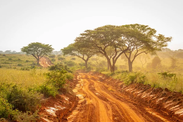 Πολύ Χαρακτηριστικός Χωματόδρομος Για Σαφάρι Στο Εθνικό Πάρκο Murchison Falls — Φωτογραφία Αρχείου