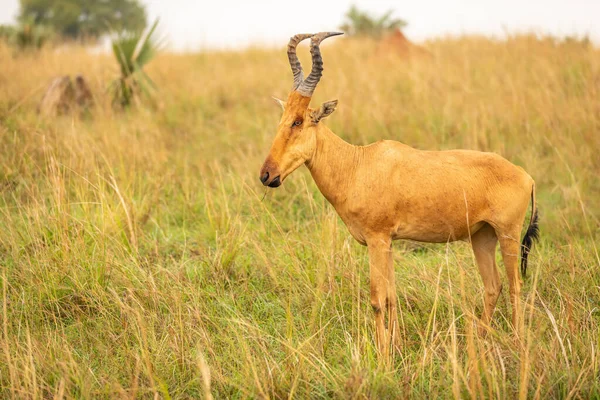 Hartebeest Jacksona Wschodzie Słońca Park Narodowy Murchison Falls Uganda — Zdjęcie stockowe