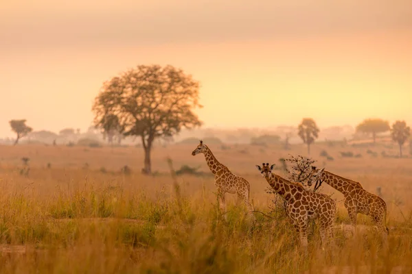 Torony Rothschild Zsiráf Giraffa Camelopardalis Rothschildi Gyönyörű Fényben Napkeltekor Murchison — Stock Fotó