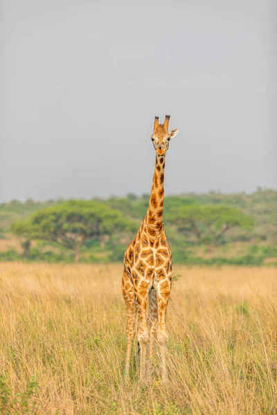 Rothschild Giraffe Giraffa Camelopardalis Rothschildi Murchison Falls National Park Uganda — Stock Photo, Image